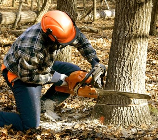 Tree Removal in Pleasantville, NY